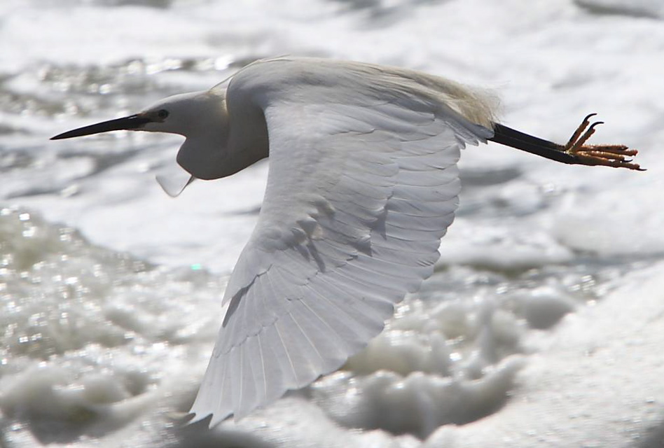 Little Egret