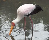 Yellow-billed Stork