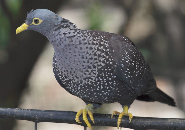 African Olive-Pigeon