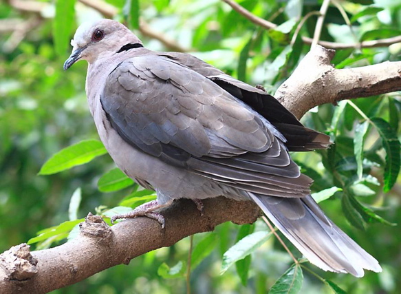 Cape Turtle-Dove