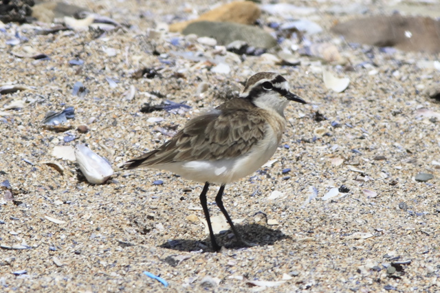 Kittlitz's Plover