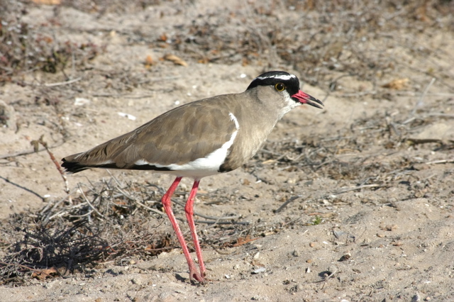 Crowned Lapwing