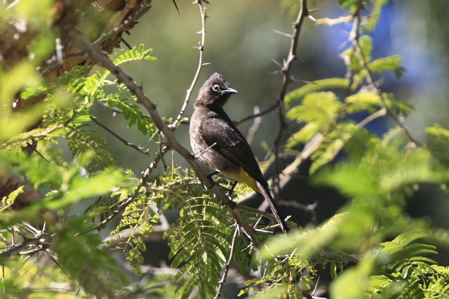 Cape Bulbul