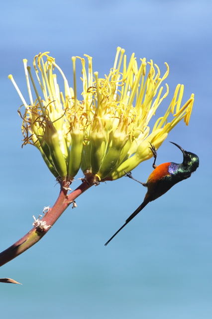 Orange-breasted Sunbird