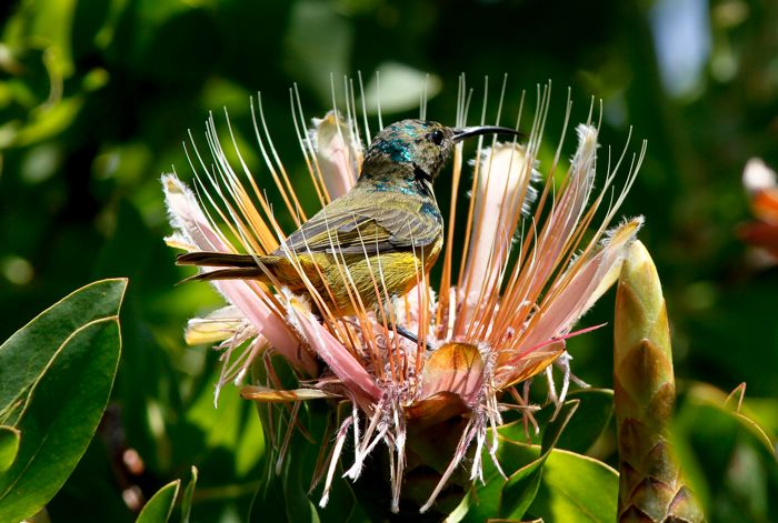 Orange-breasted Sunbird