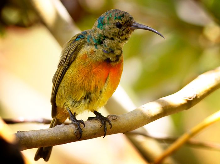 Orange-breasted Sunbird