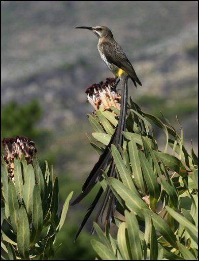 Cape Sugarbird