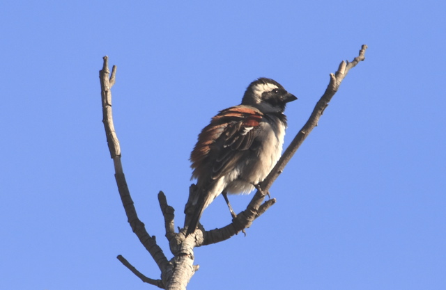 Cape Sparrow