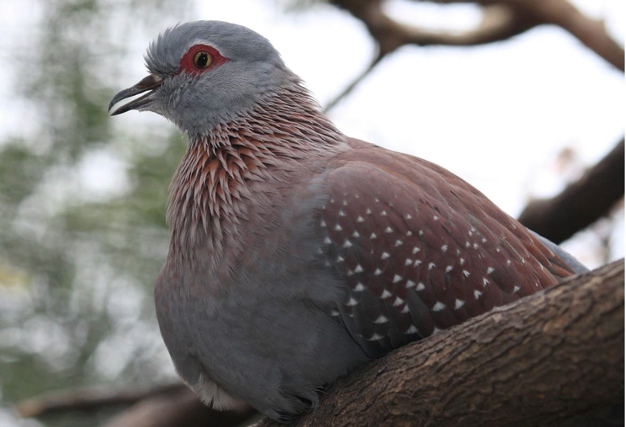 Speckled Pigeon