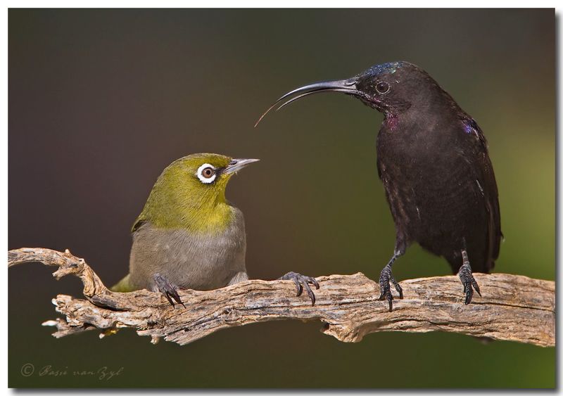 Kiss a White-eye: Amethyst Sunbird 