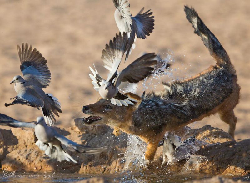 Kalahari Opportunist: Jackal among the pigeons