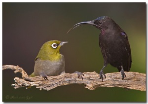 Kiss a White-eye: Amethyst Sunbird 