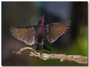 Amethyst Sunbird  landing