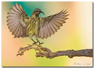 Amethyst Sunbird female landing