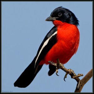 Crimson-breasted Shrike