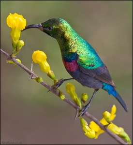 Marico Sunbird