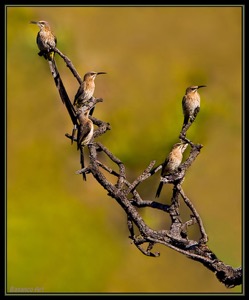 Five Sugars Please  Cape Sugarbird family