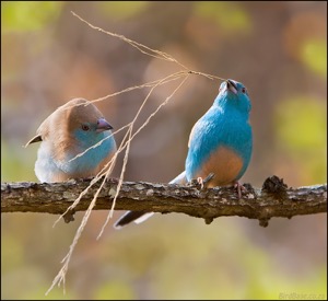 Waxing Our Future Blue Waxbill