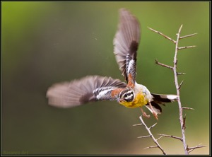 Golden-breasted Bunting