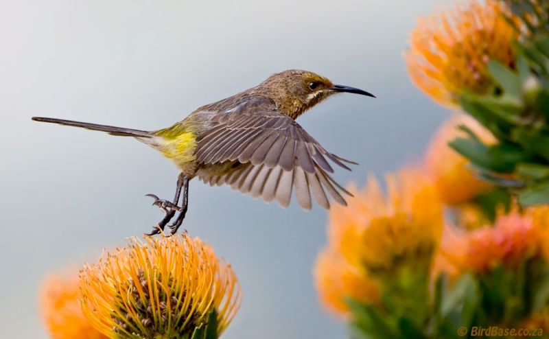 Cape Sugarbird in flight juv.