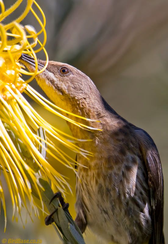 Feeding Cape Sugarbird