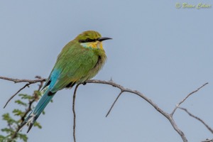 Swallow-tailed Bee-eater