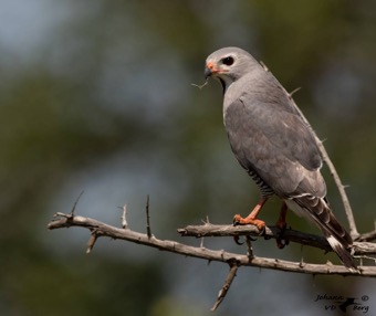 Lizard Buzzard 