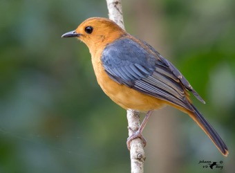 Red-capped Robin-Chat