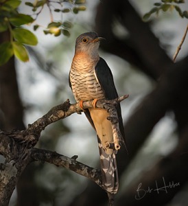 Red-chested Cuckoo