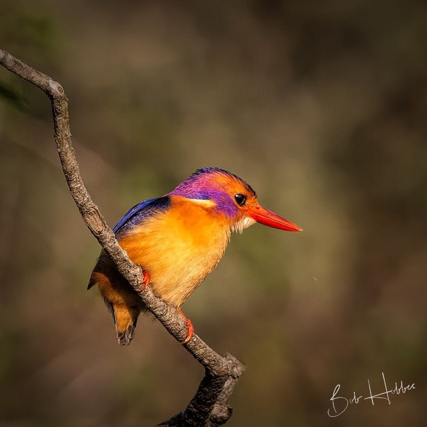 A tiny little African Pygmy Kingfisher