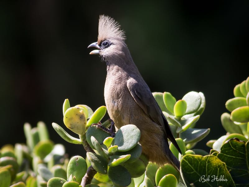 >Speckled Mousebird