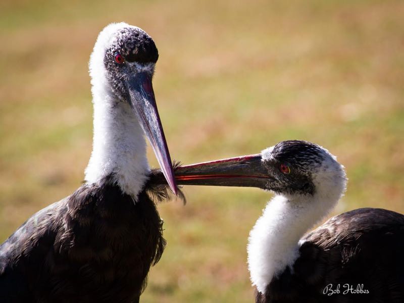 Woolly-necked Storks