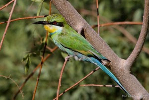 Swallow-tailed Bee-eater