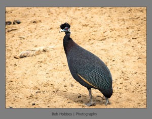 Crested Guineafowl1