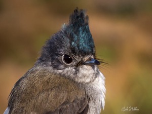 Blue-mantled Crested-Flycatcher