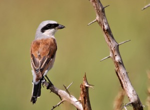 Red-backed Shrike