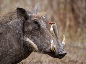 A handsome fellow and Red-billed Oxpecker