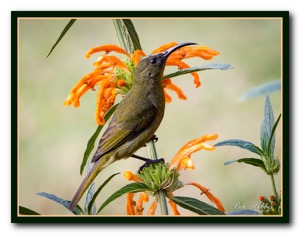 Olive Sunbird Tweni