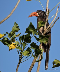 Crowned Hornbill Tweni