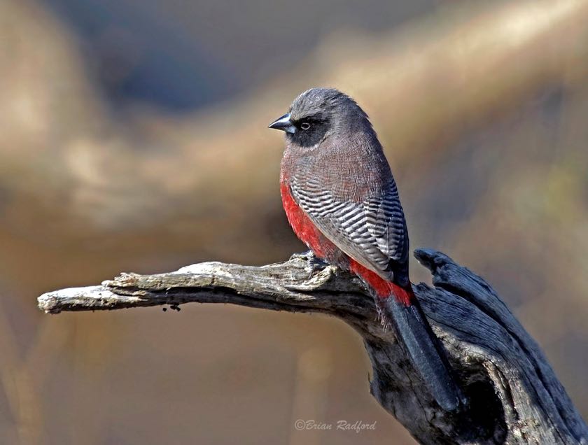 Black-faced Waxbill