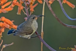 Dusky Sunbird female 