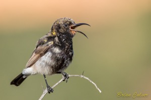 Dusky Sunbird male