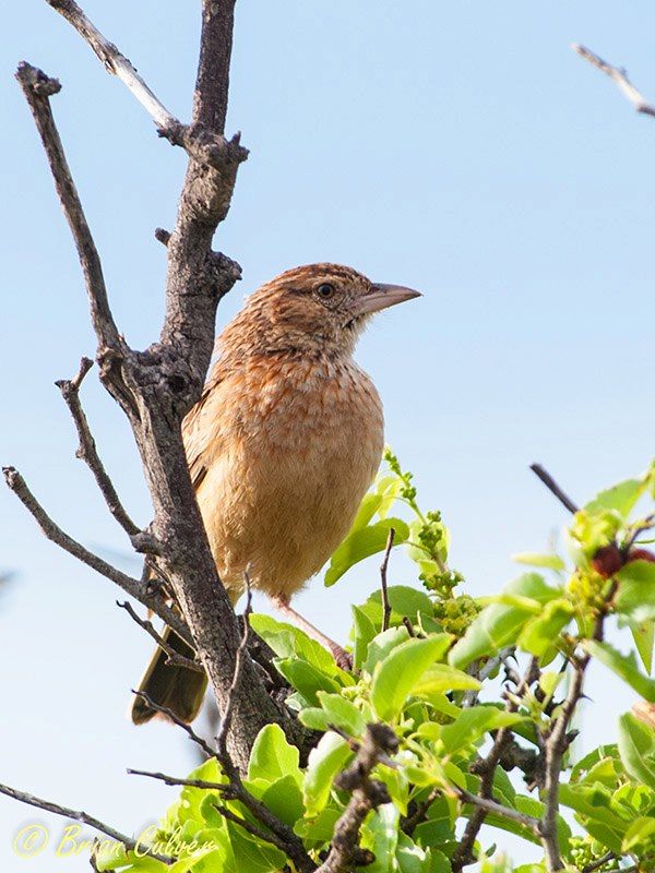 Eastern Clapper Lark