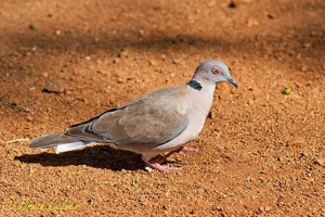 African Mourning Dove