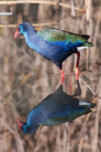 African Purple Swamphen