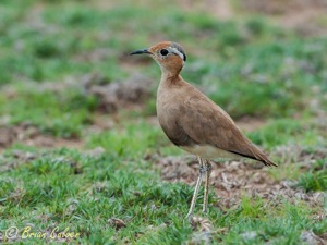 Burchell's Courser