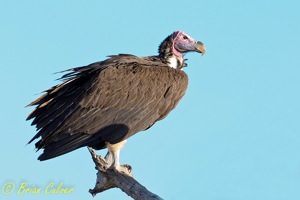 Lappet-faced Vulture