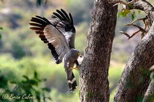 African Harrier-Hawk