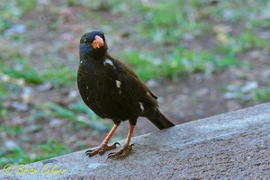 Red-billed Buffalo Weaver  