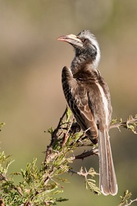 African Grey Hornbill